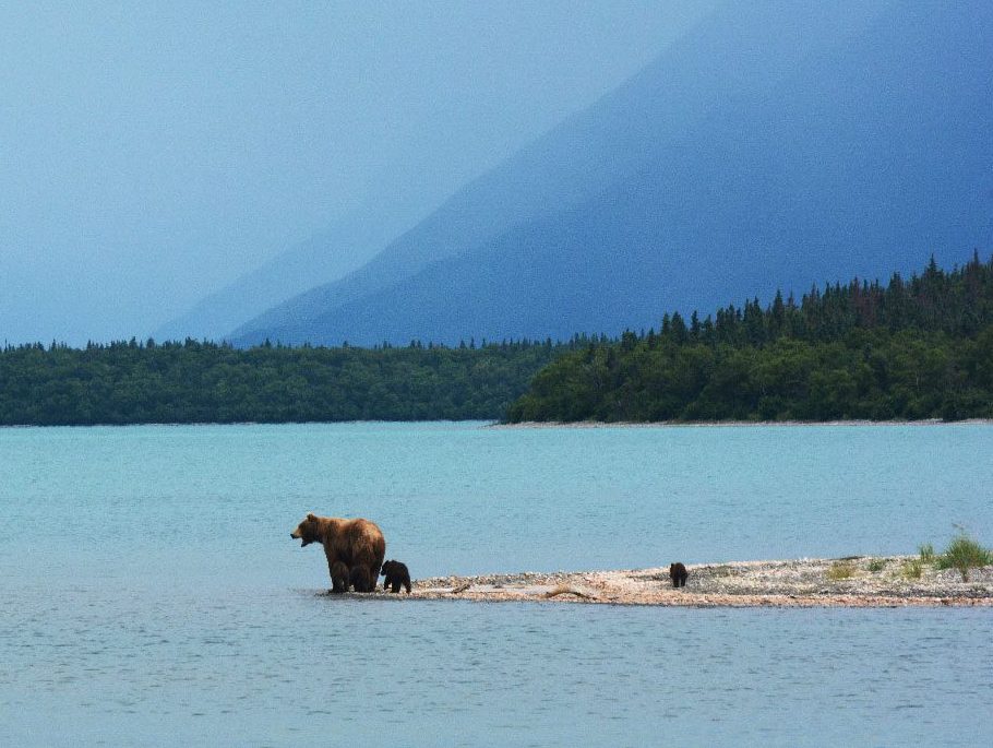 A bear and her cub scan a river for salmon on the Alaska Experience camping trip.