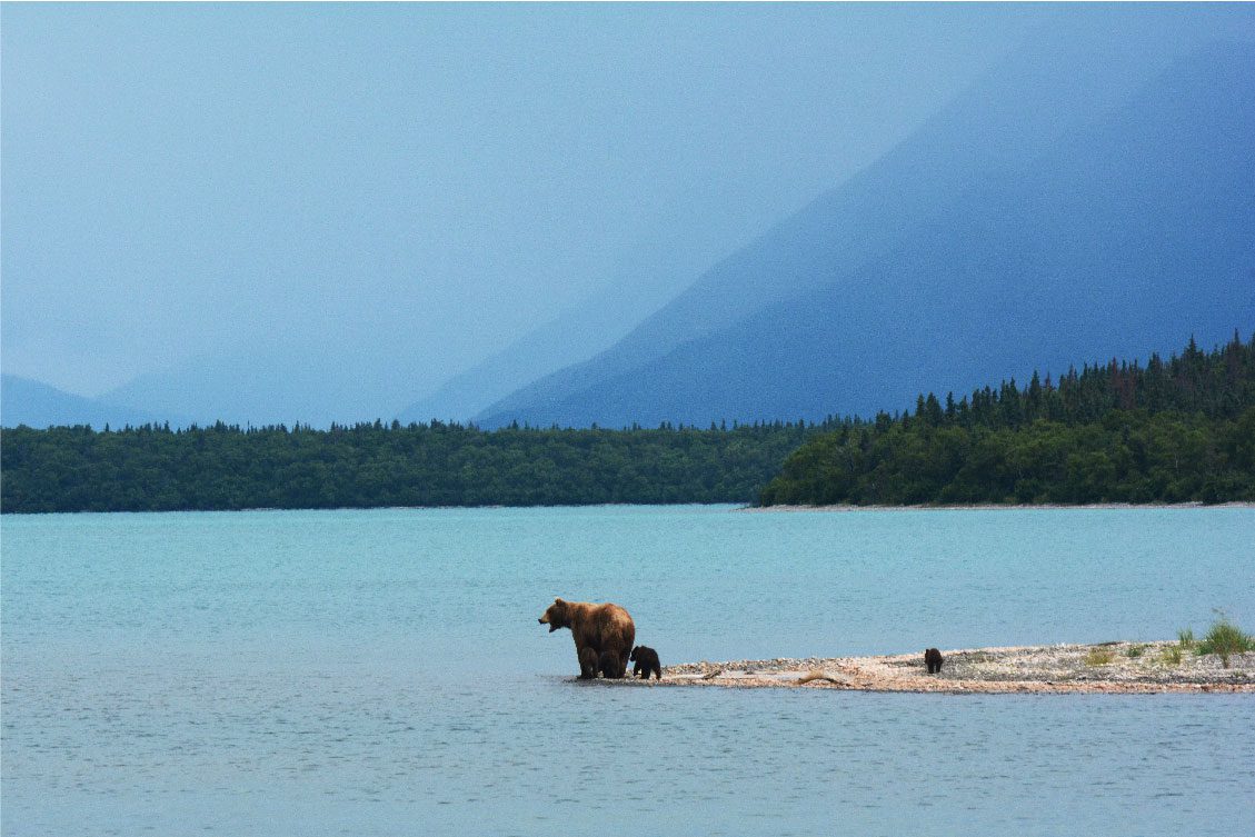 A bear and her cub scan a river for salmon on the Alaska Experience camping trip.