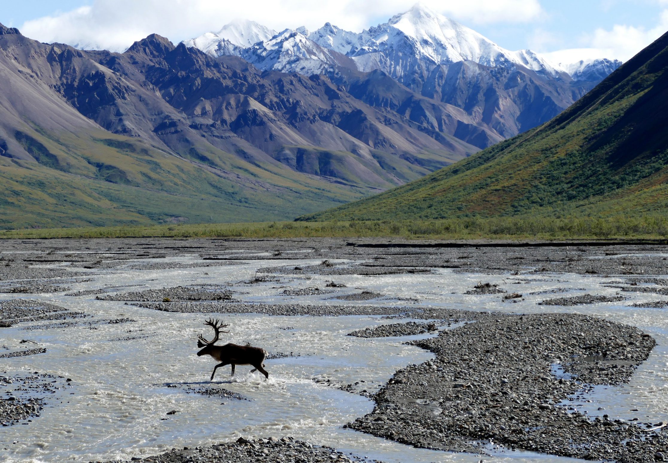 A caribou crosses a riverbed - an image seen on the Alaska Experience