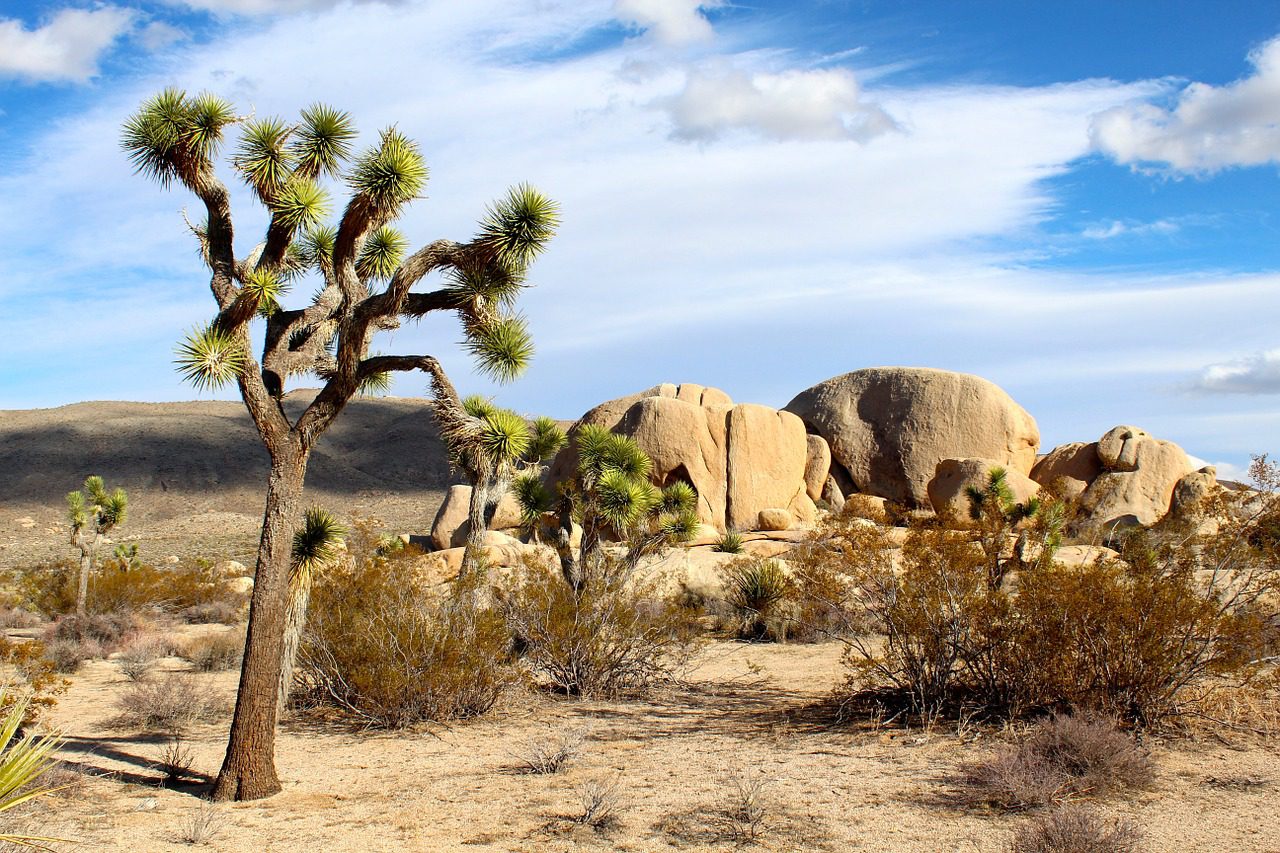 A Joshua Tree and boulders in a national park on the Desert Explorer adventure.
