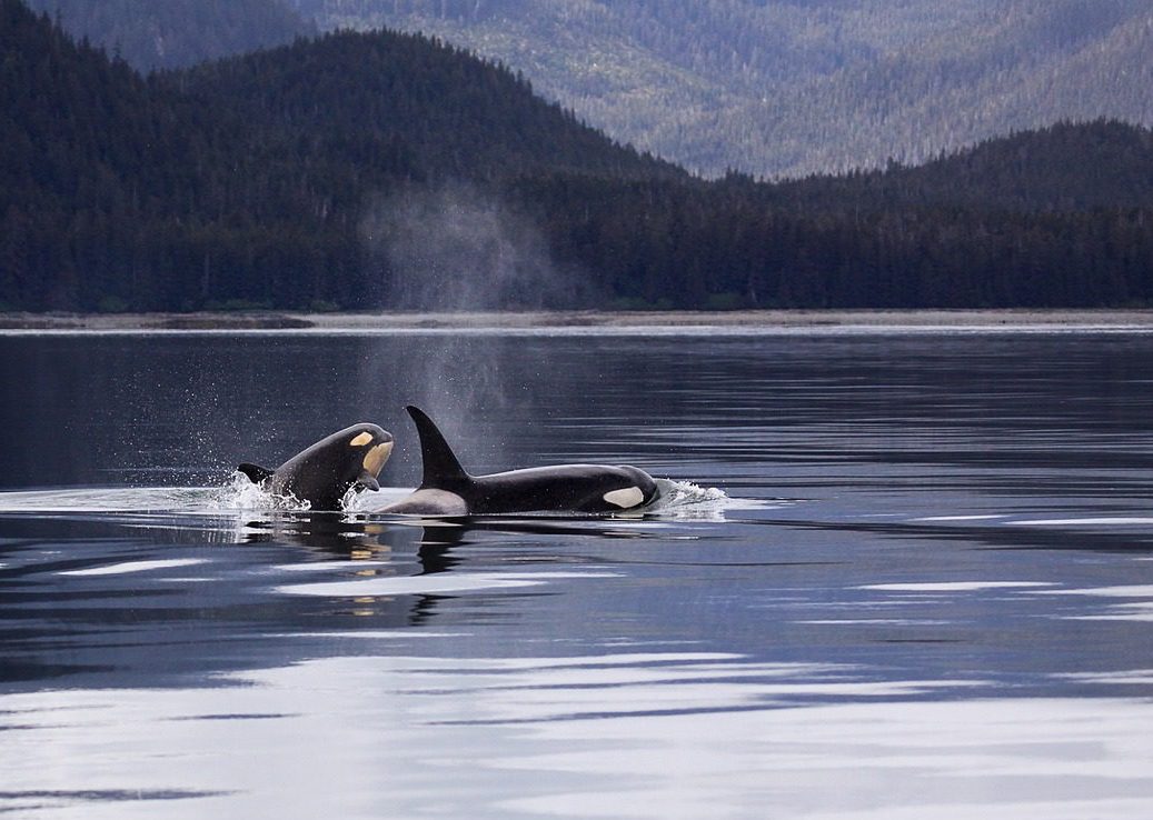 Orcas breach on a cruise of Resurrection Bay on an Alaska camping adventure.