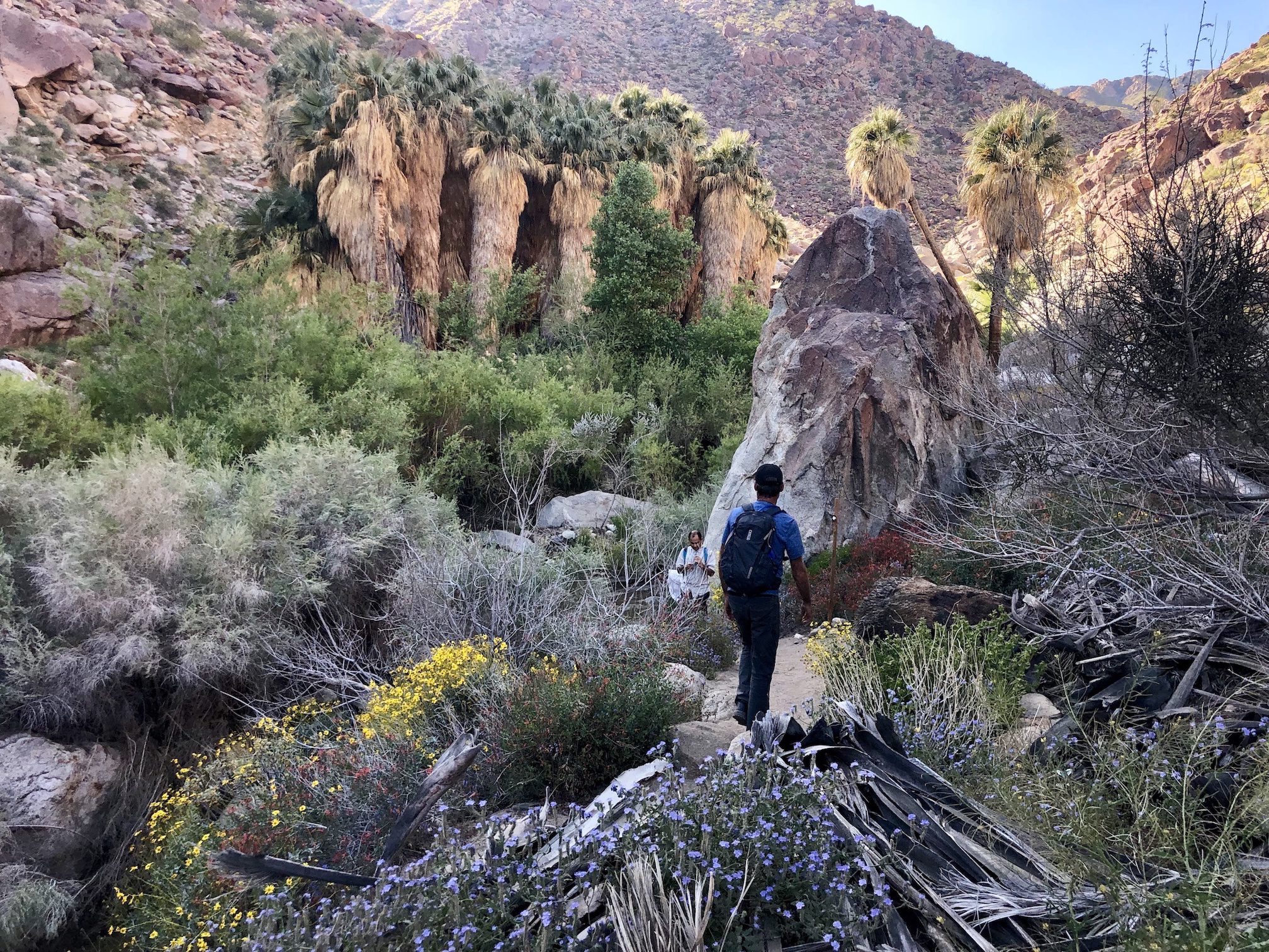 An explorer hikes in a palm oases in Anza Borrego State Park in California.