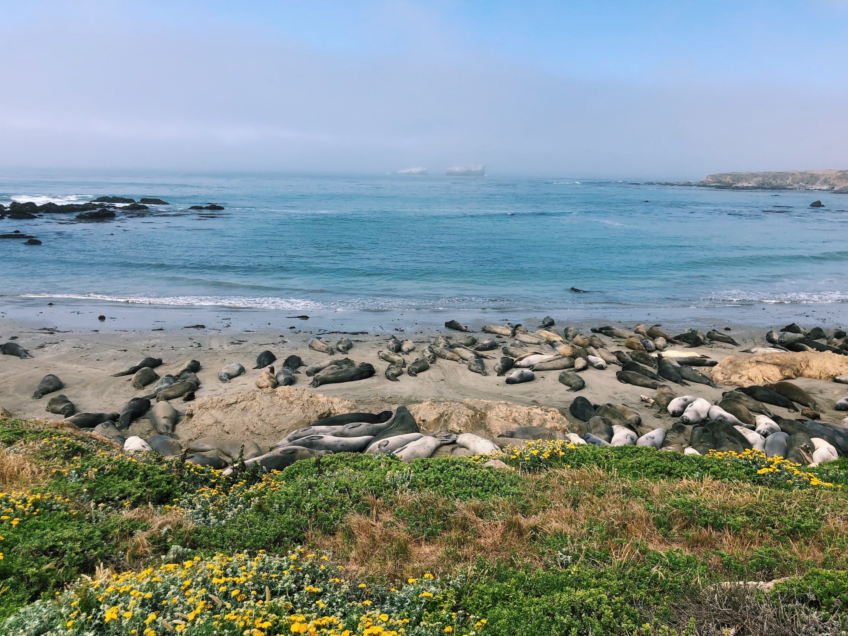 Elephant seals sun bathe in the California Sun