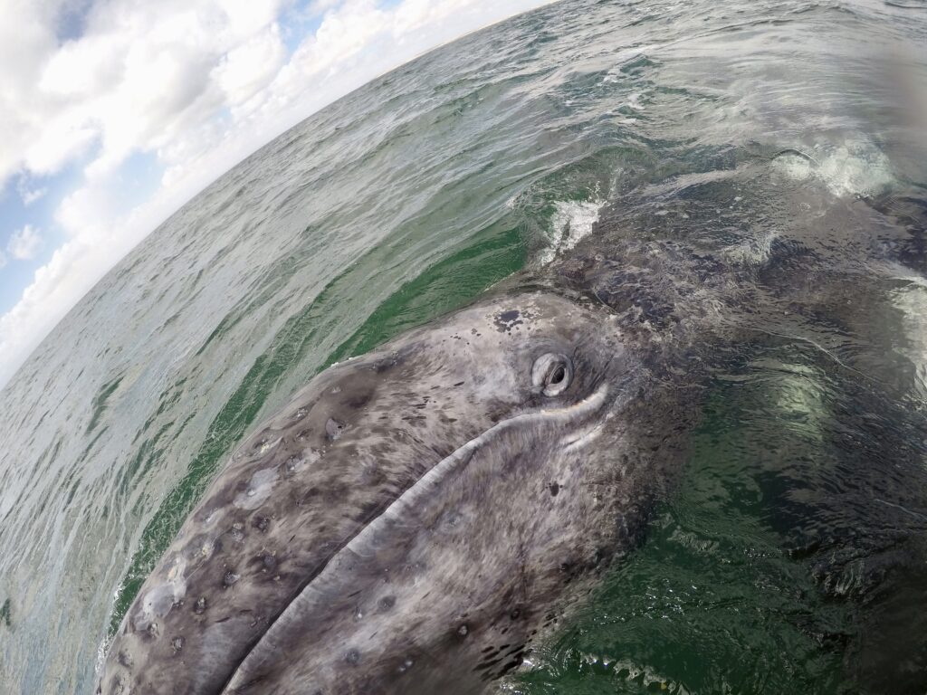 A grey whale eyes the camera on a Baja adventure
