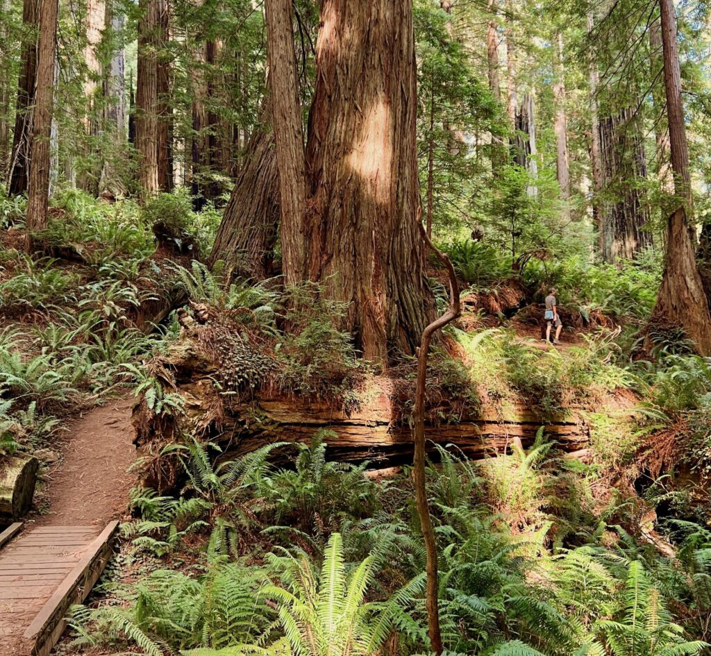 A man hikes beneath a gigantic redwood tree in a sun dappled forest decorated with ferns on a 3-day camping trip between San Francisco and Seattle.