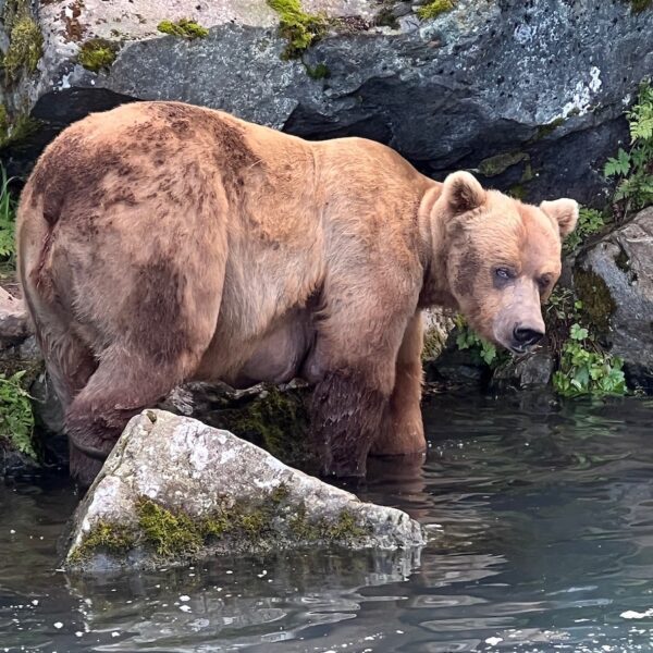 A bear fishes for salmon near the waters edge.