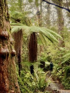 A man hikes on a rainforest trail