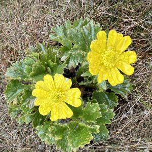 Yellow flowers thrive in a harsh environment and water droplets rest on the petals