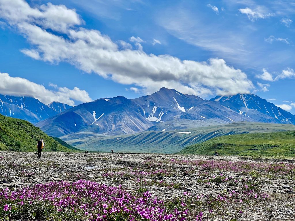 A man goes hiking on an Alaska camping adventure in Denali National Park.