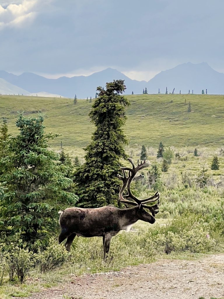 A caribou walk through a campground in Denali National Park on an Alaska camping adventure