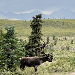 A caribou walk through a campground in Denali National Park on an Alaska camping adventure