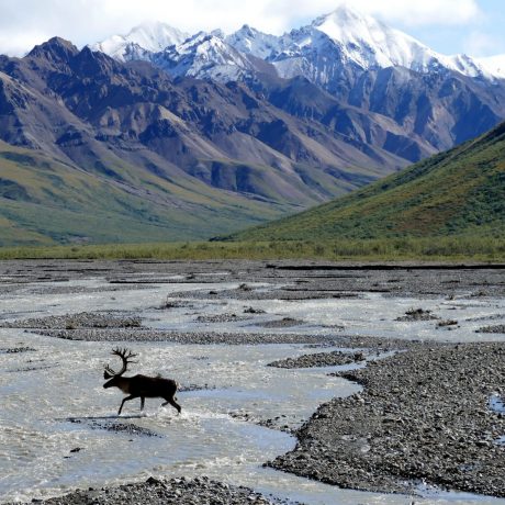 A caribou crosses a riverbed - an image seen on the Alaska Experience