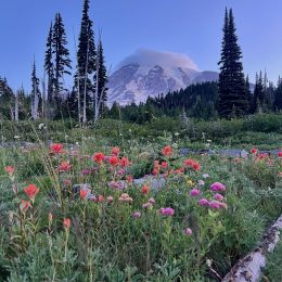 Mount Rainier behind a meadow of wildflowers at sunrise.
